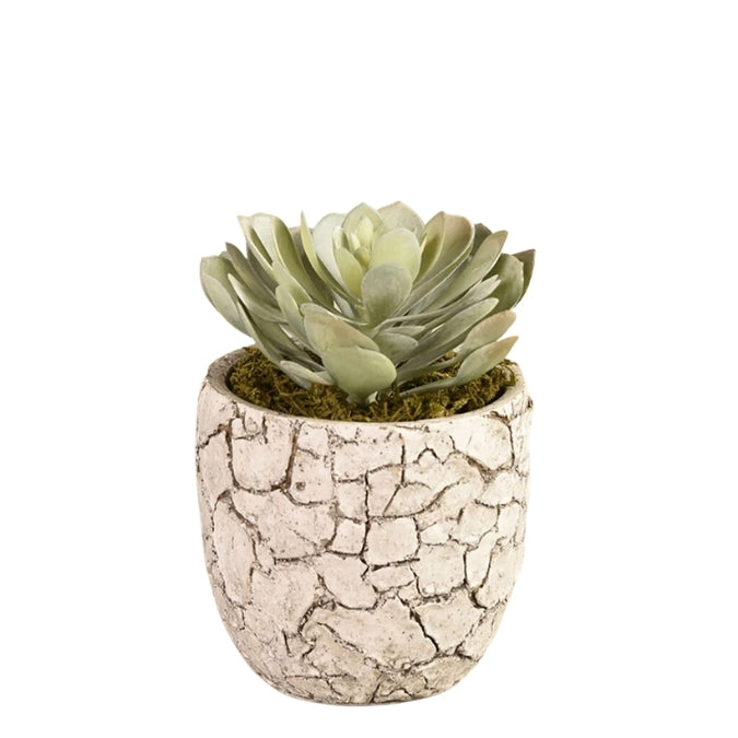 Succulent in Pot
