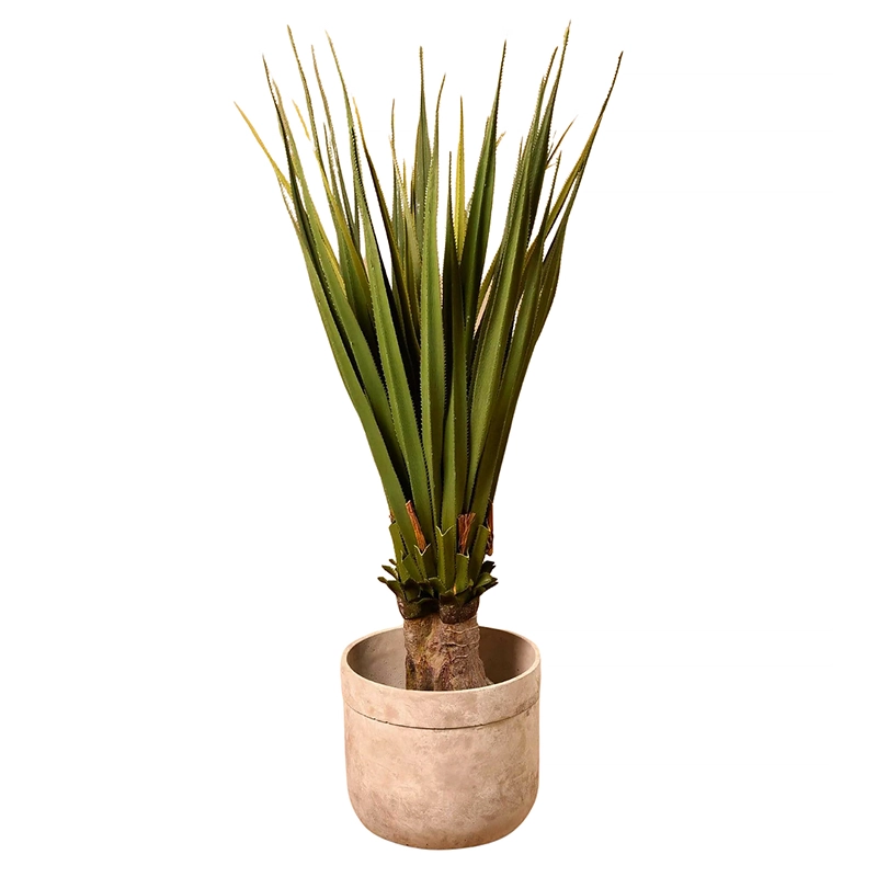 Pandanus Plant 140cm