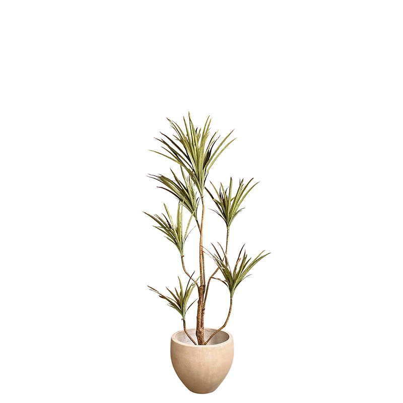Draecena Tree 125cm