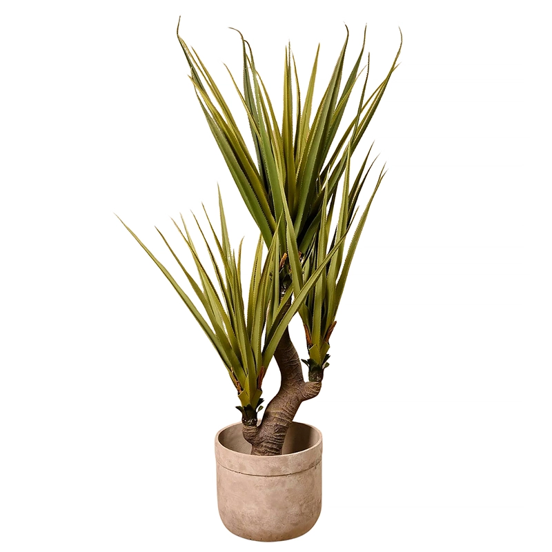 Pandanus Plant 170cm