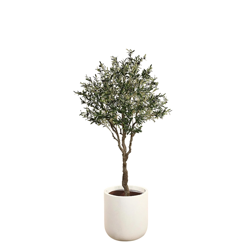 Olive Tree 200cm