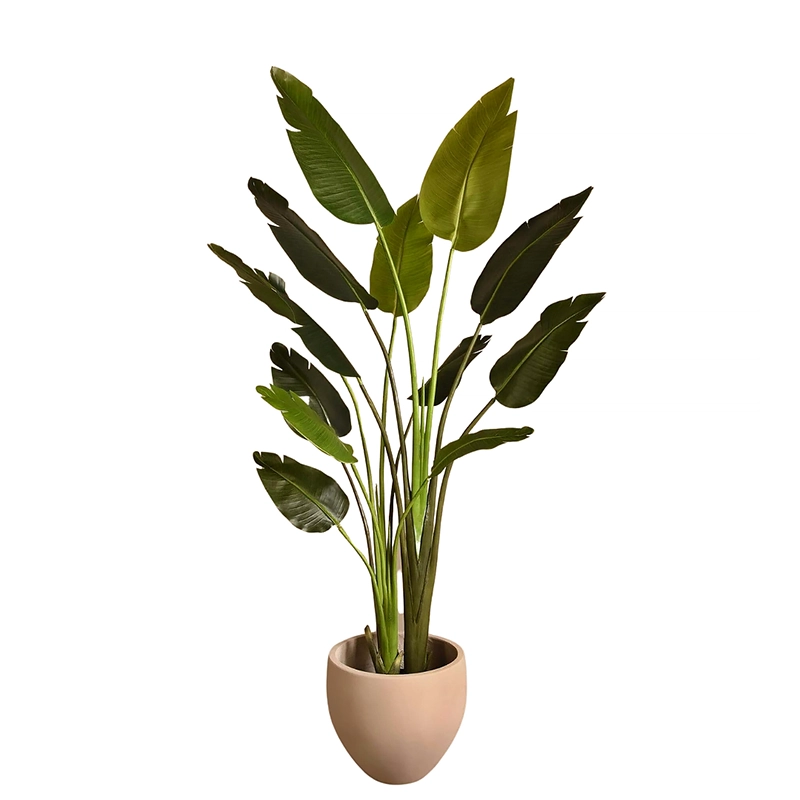 Travelers Palm Tree 180cm