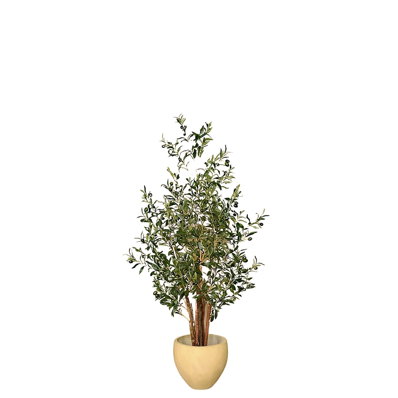 Olive Tree 150cm