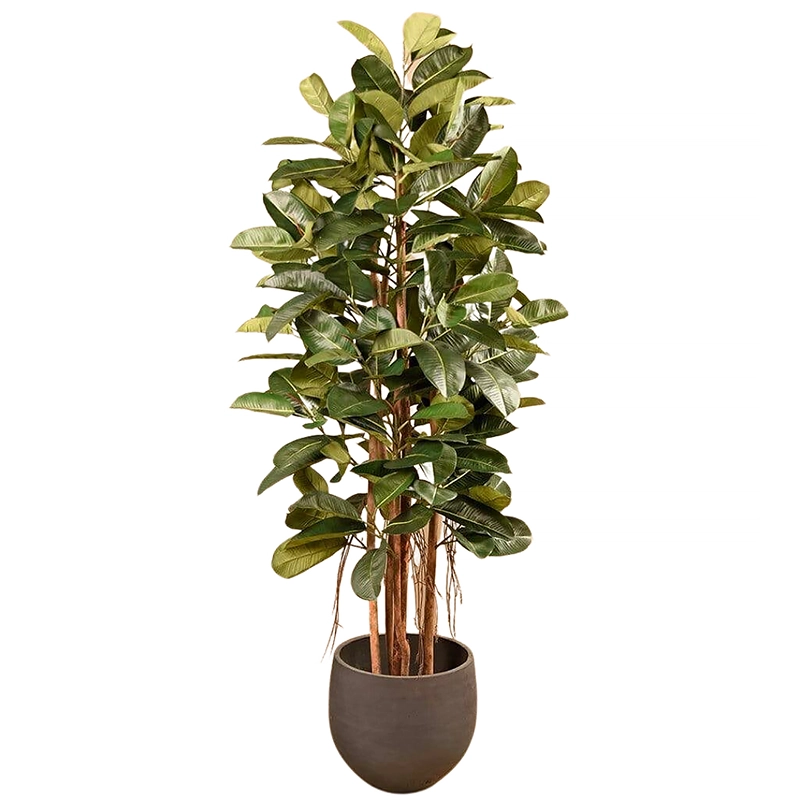 Oak Ficus Rubber Tree 180cm