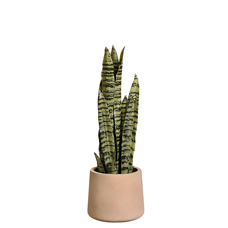 Sansevieria Plant 68cm