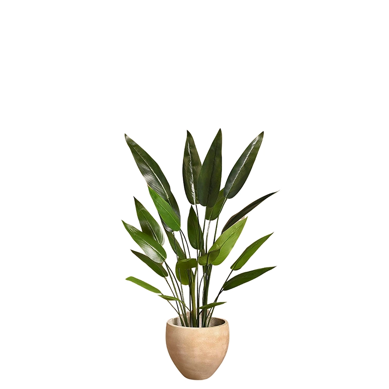 Strelitzia 120cm