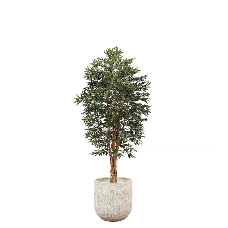 Shirakashi Tree 150cm