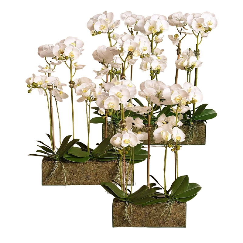 Orchid Arrangement in Glass Vase