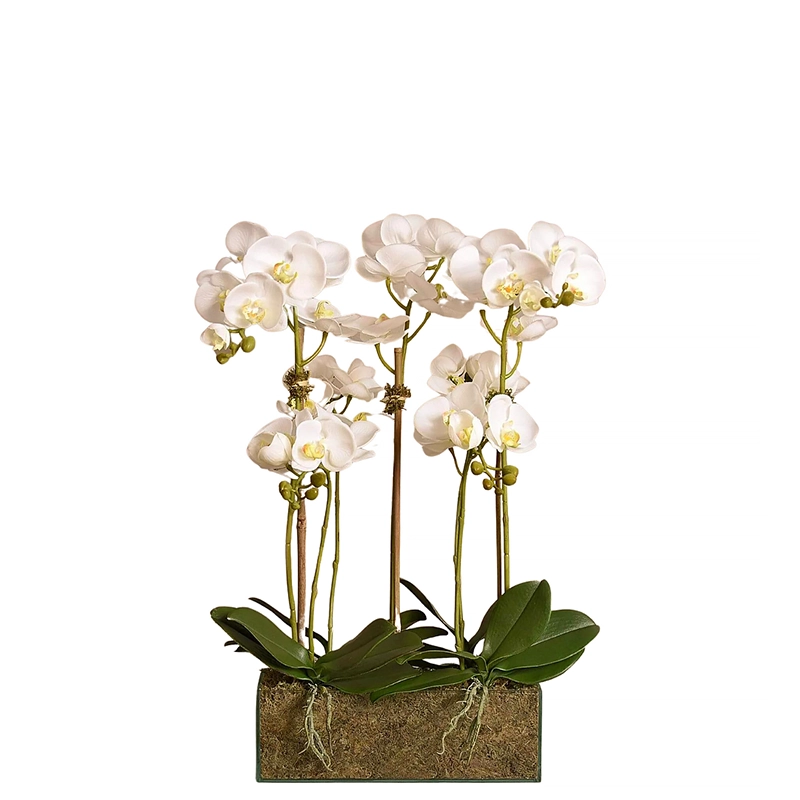 Orchid Arrangement in Glass Vase