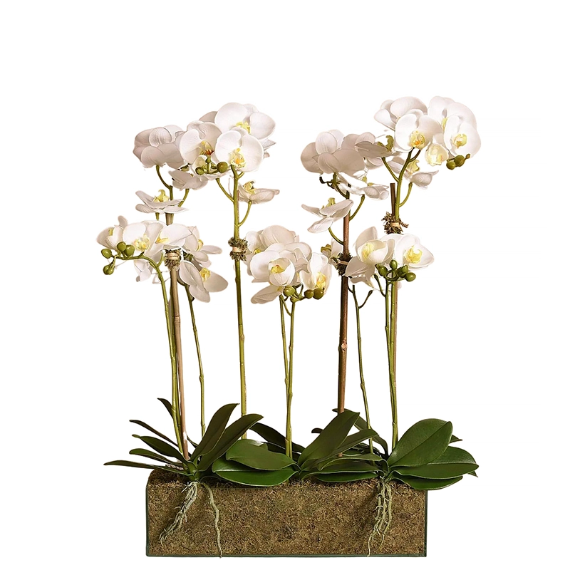 Orchid Arrangement in Glass Vase