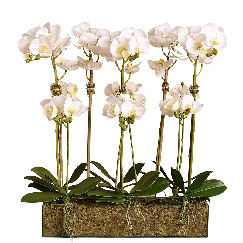 Orchid Arrangement in Glass Vase