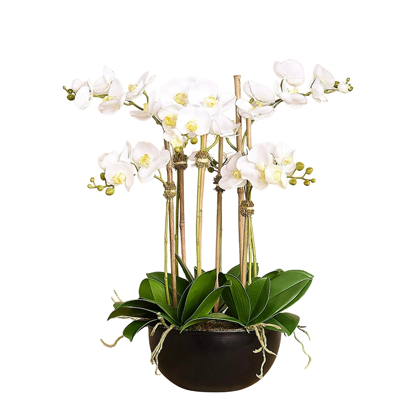 Orchid Arrangement in Black Pot
