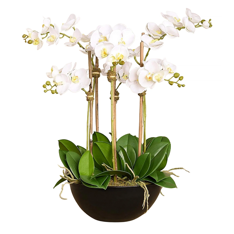 Orchid Arrangement in Black Pot
