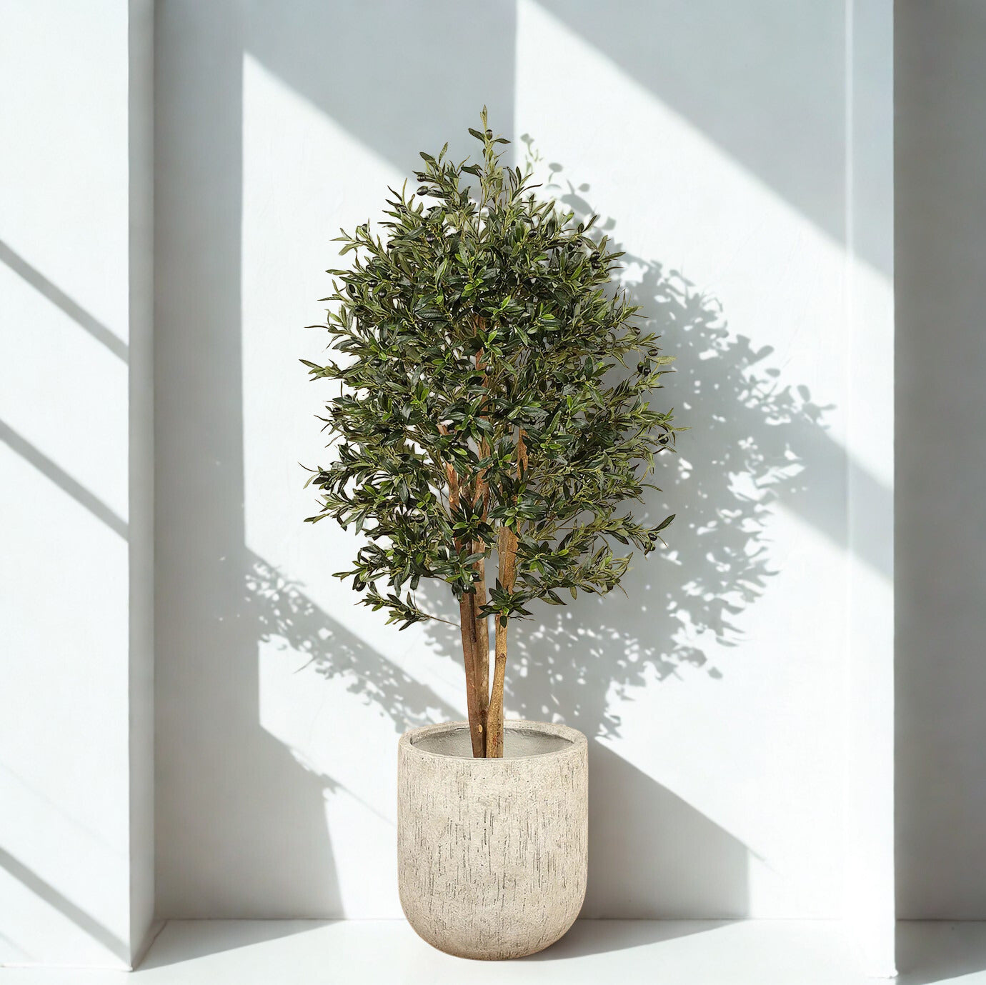 Olive Tree 150cm