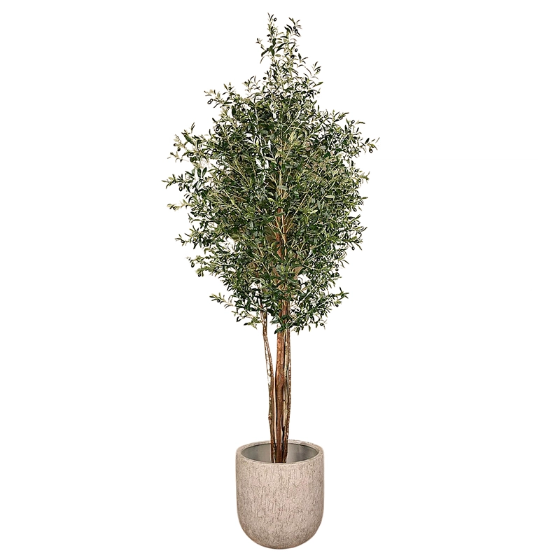 Olive Tree 300cm