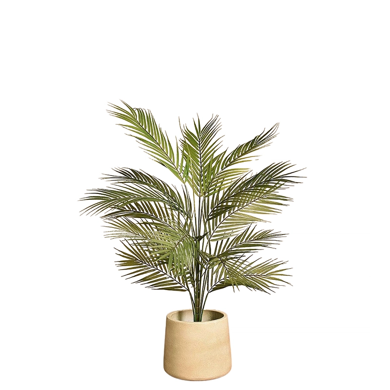 Areca Palm 90cm