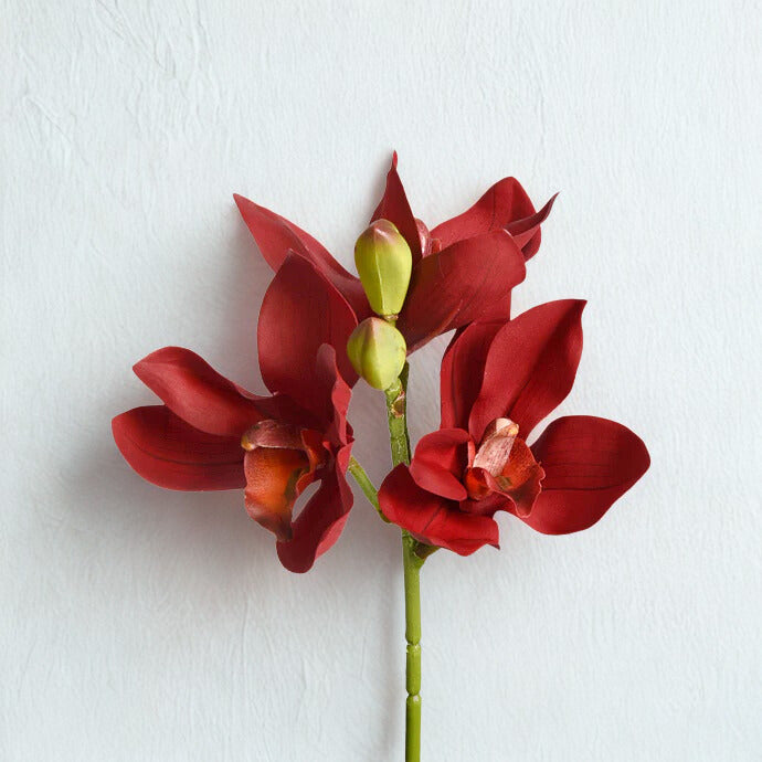 Single Cymbidium Stem