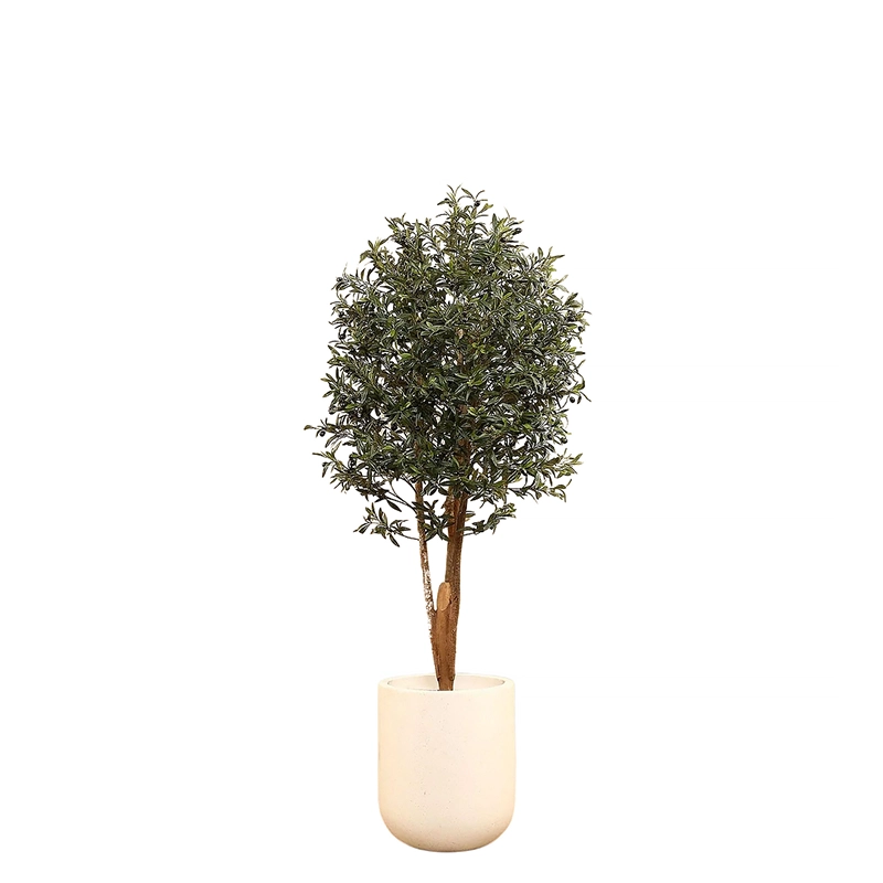 Olive Tree 165cm