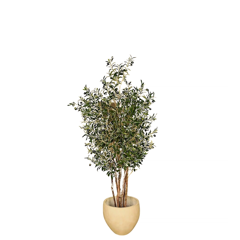 Olive Tree 180cm