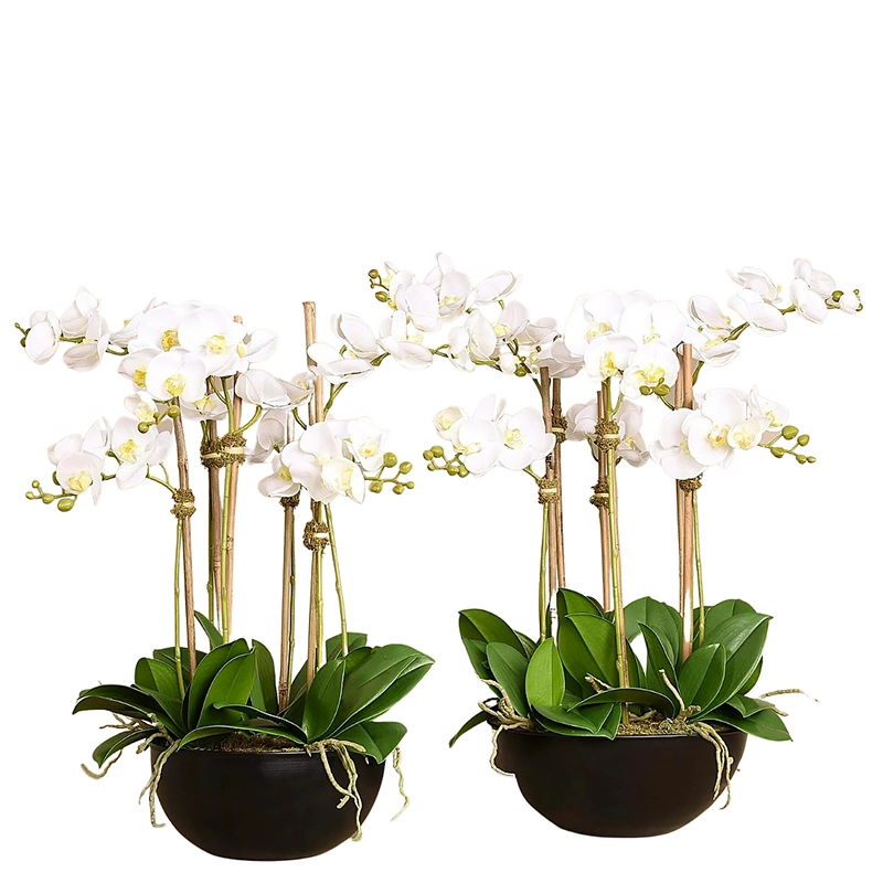 Orchid Arrangement in Black Pot