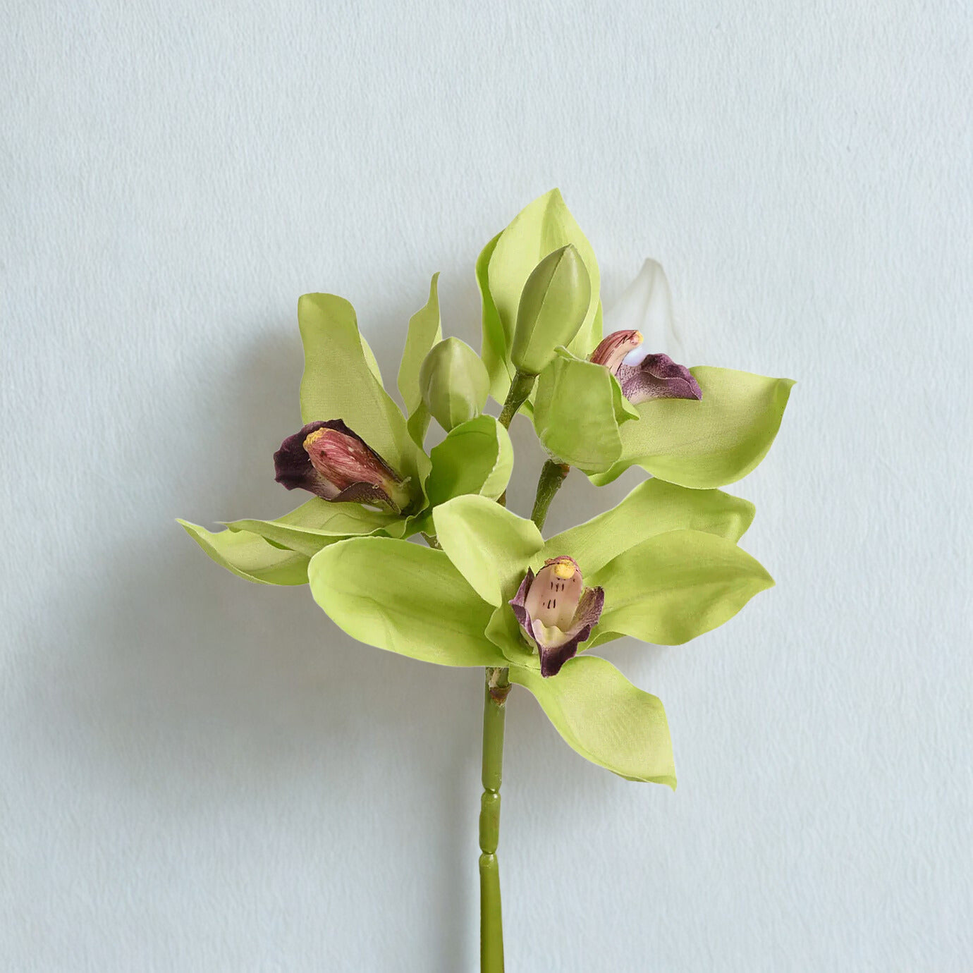 Single Cymbidium Stem
