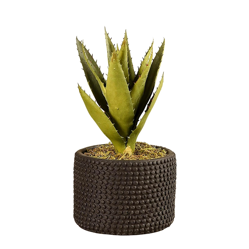 Potted Aloe