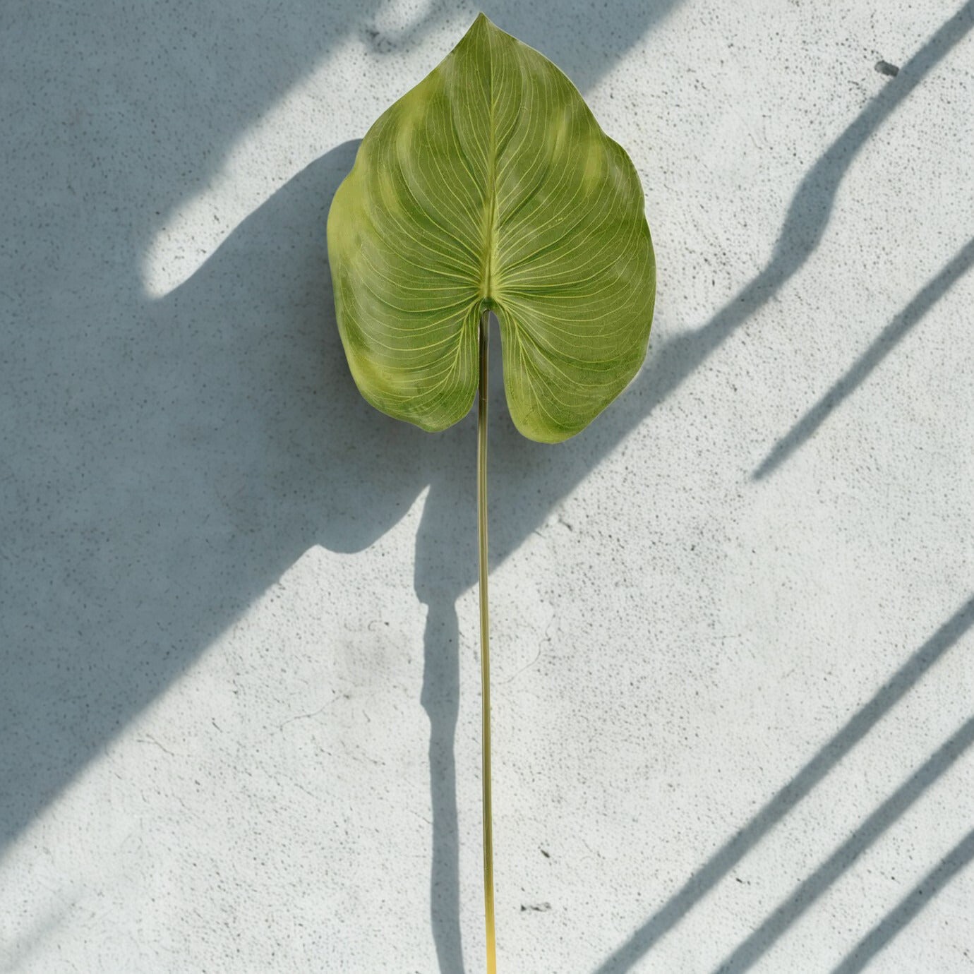 Canna Leaf