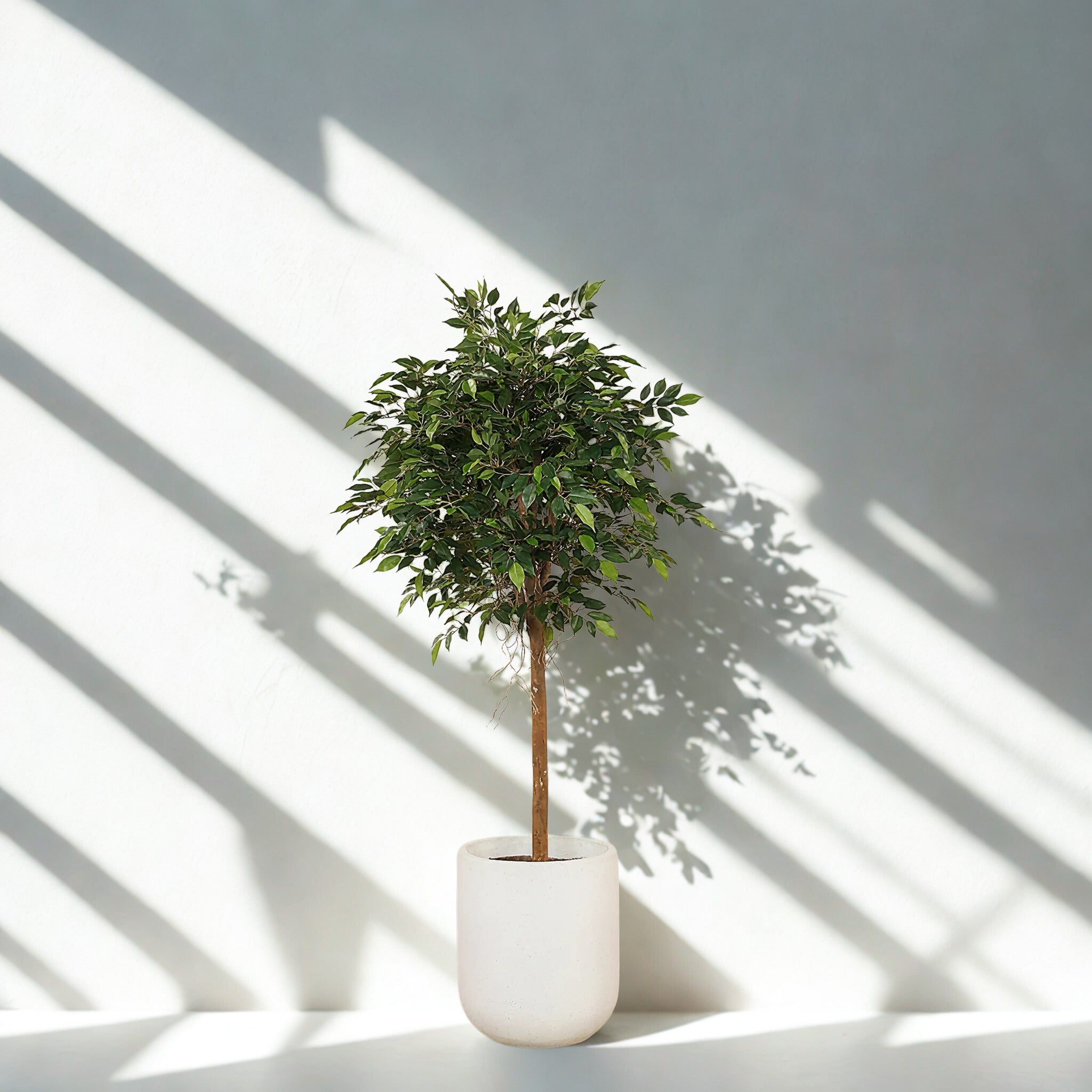 ARTIFICIAL MINI FICUS TREE 150CM