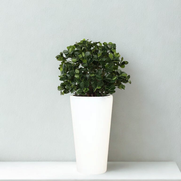 ARTIFICIAL PANDA FICUS TREE 75CM