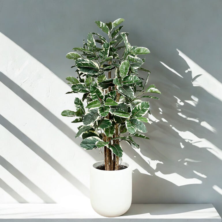 ARTIFICIAL RUBBER PLANT 150CM