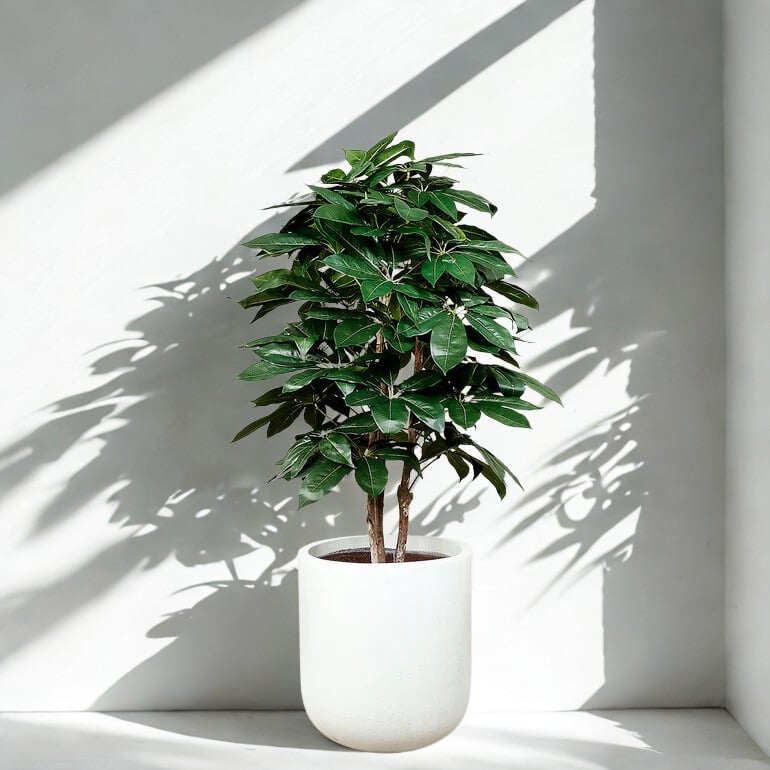 ARTIFICIAL SCHEFFLERA TREE 150CM