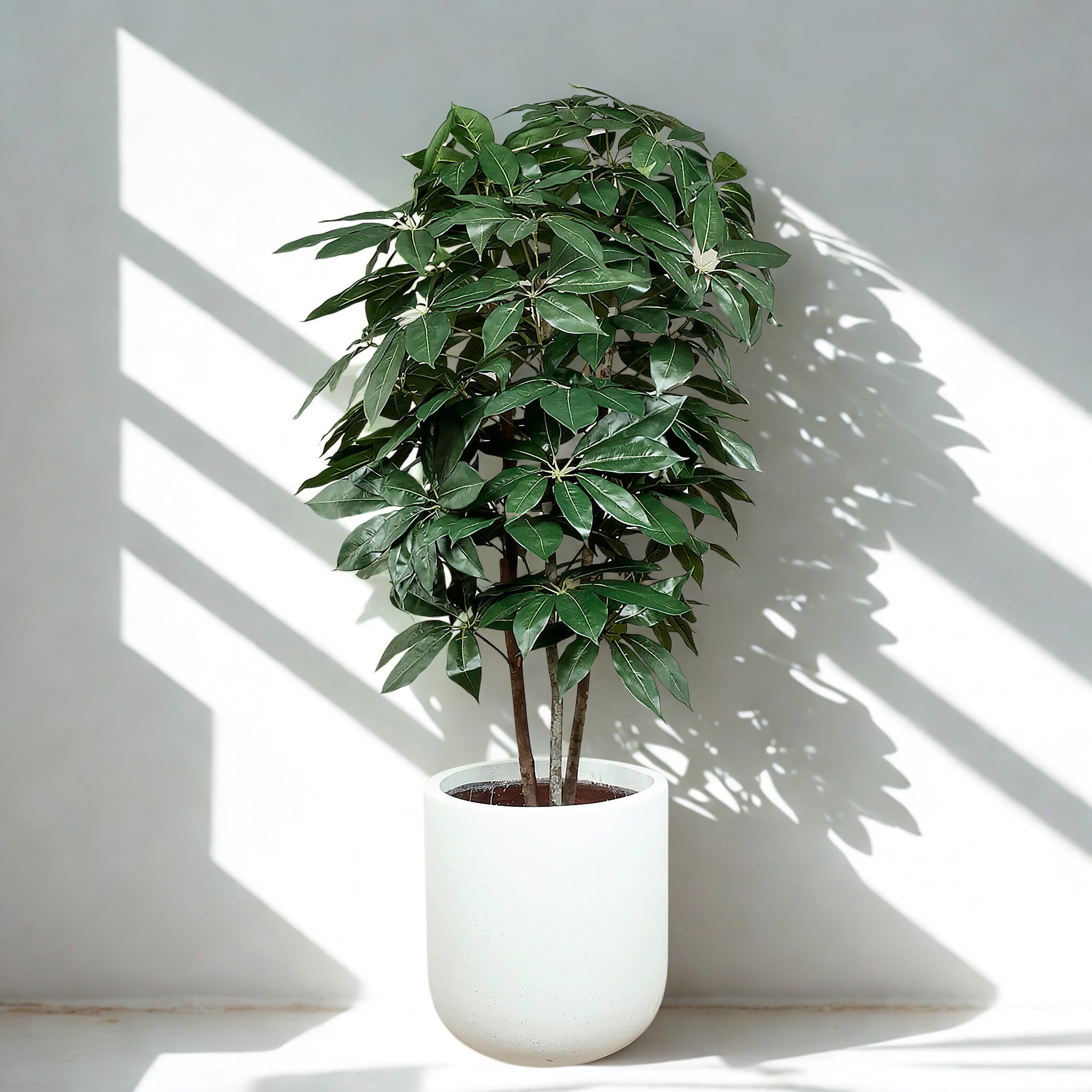 ARTIFICIAL SCHEFFLERA TREE 180CM
