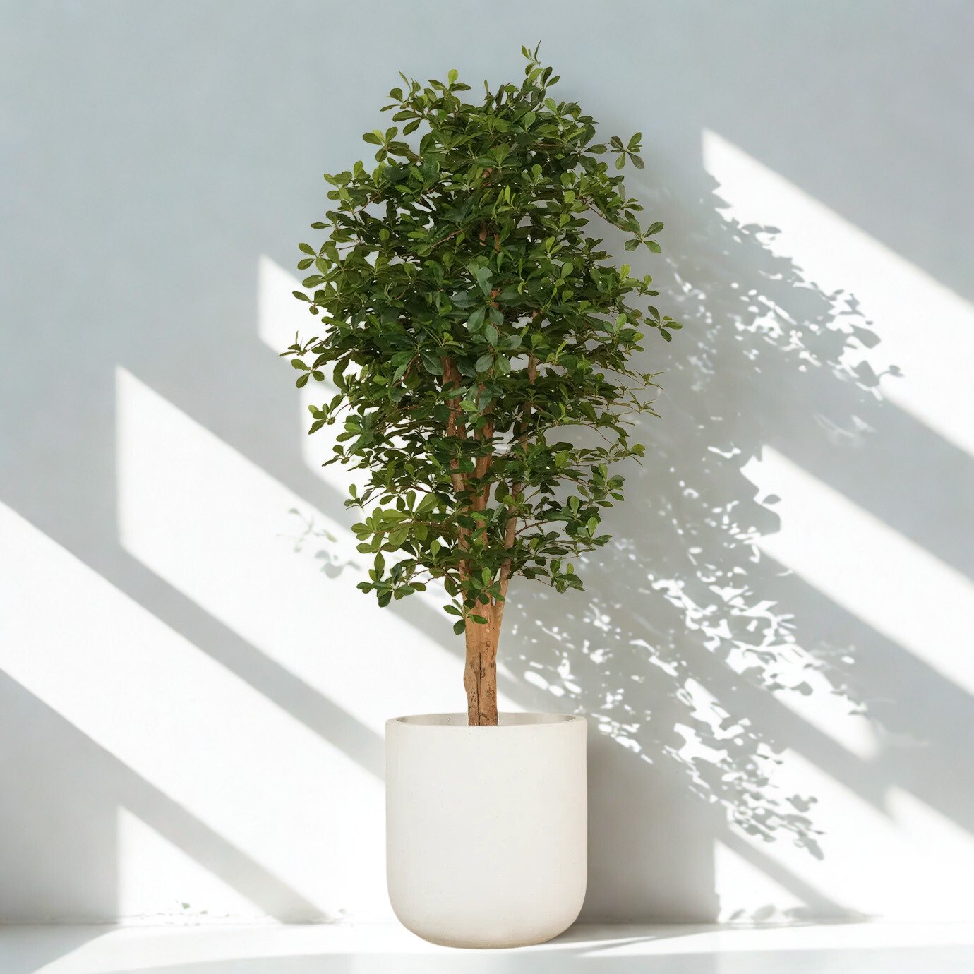 ARTIFICIAL SCHEFFLERA TREE 180CM