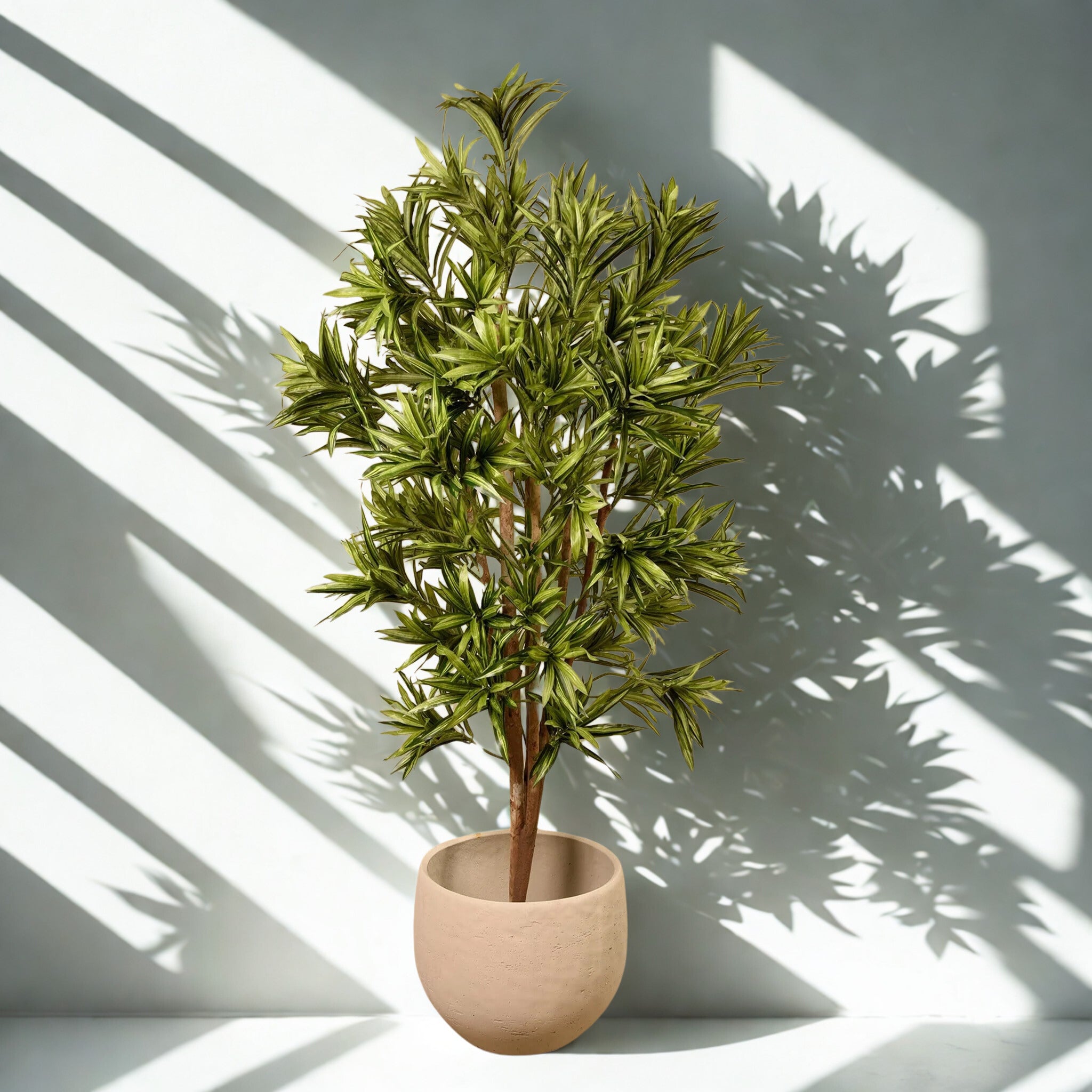 DRAECENA REFLEXA 180CM