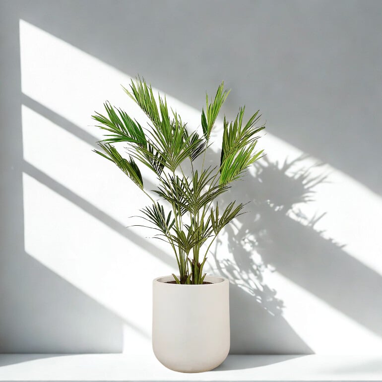 KENTIA PALM 210CM