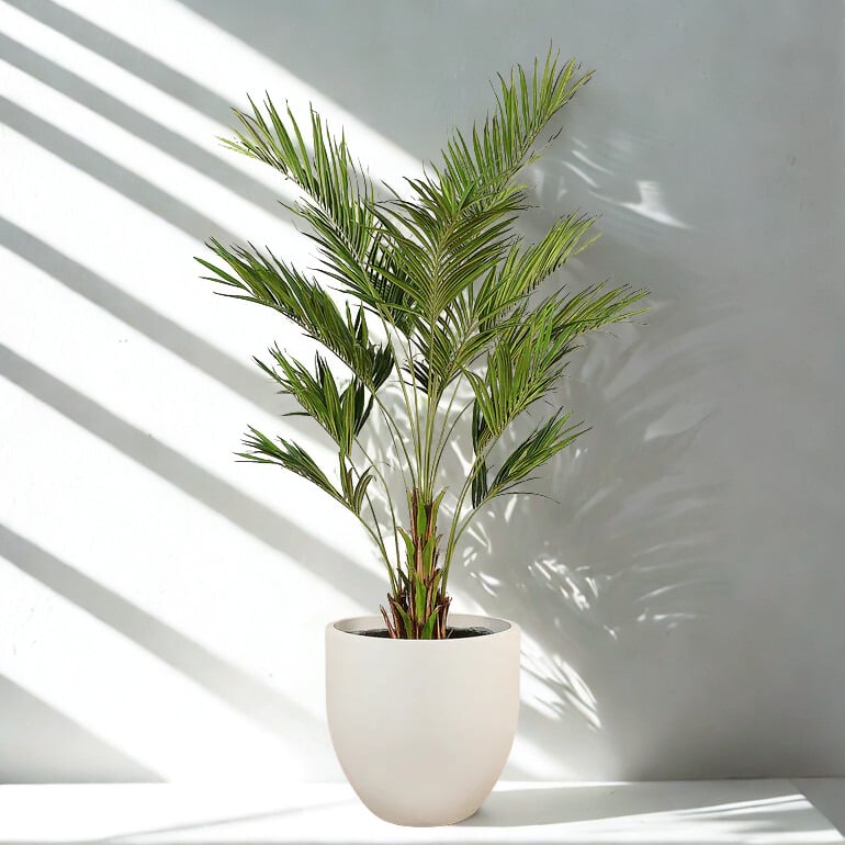KENTIA PALM 270CM