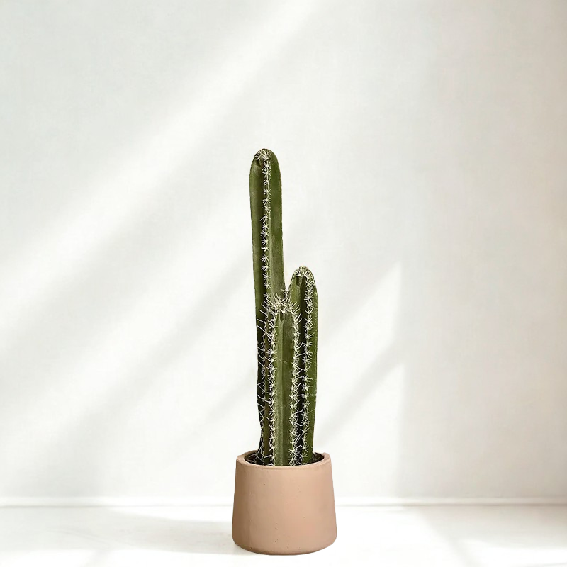 Cactus Plant