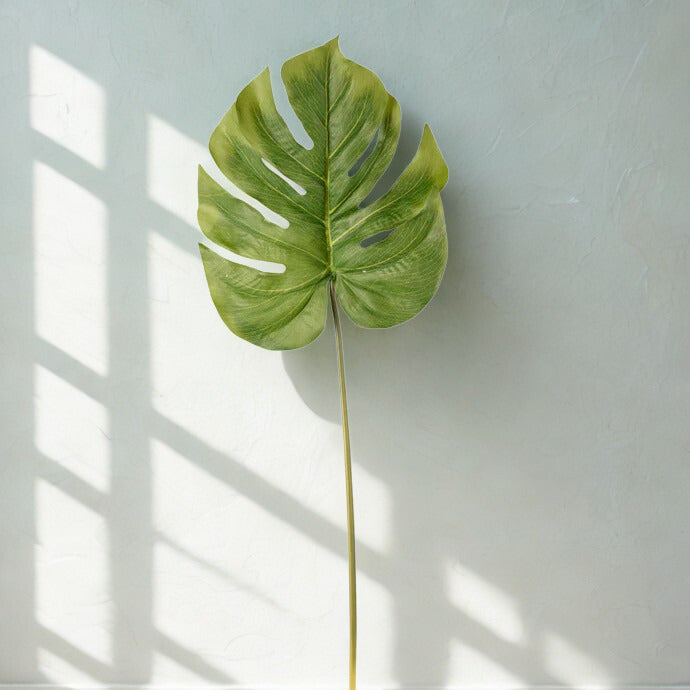 Monstera Leaf