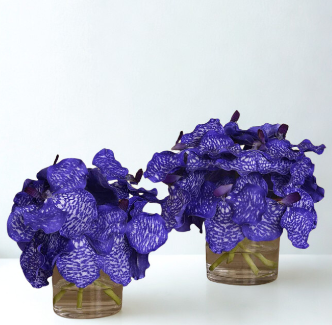 PURPLE Vanda Cylinder Glass