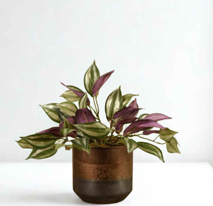 Potted Dark Vanilla Leaf Plant