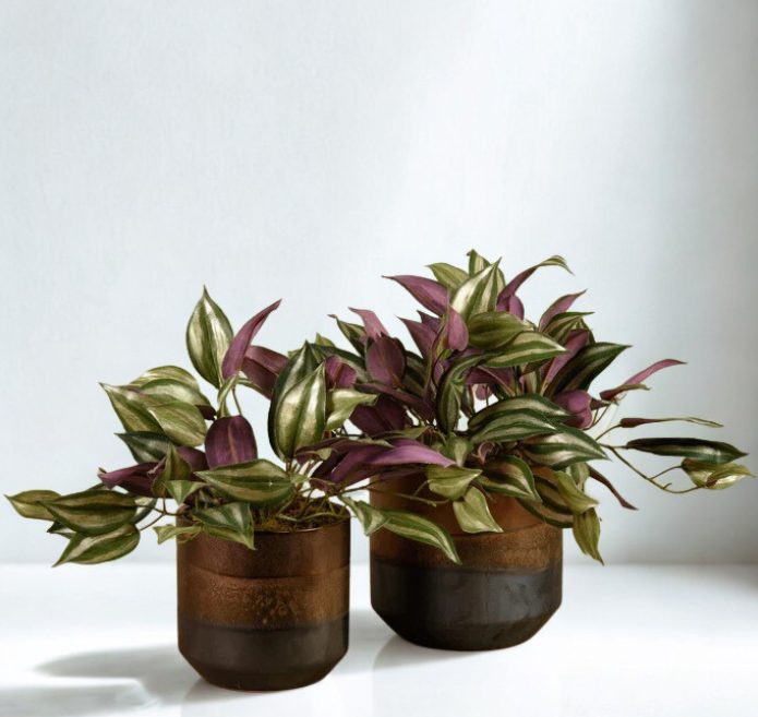 Potted Dark Vanilla Leaf Plant