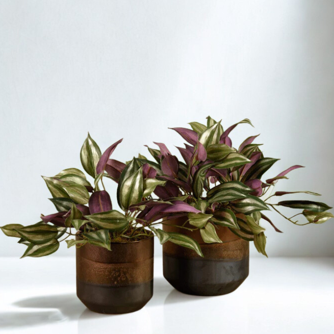 Artificial Potted Dark Vanilla Leaf Plant  - Small