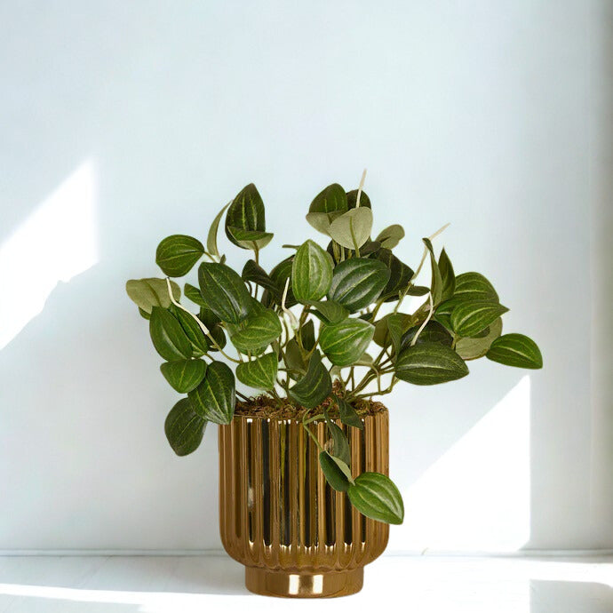 Potted Peperomia