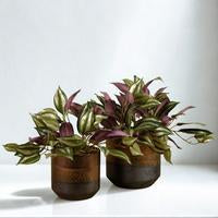 Artificial Potted Dark Vanilla Leaf Plant - Large